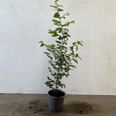 Haagbeuk 60-80 cm (in pot)