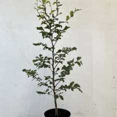 Groene beuk 80-100 cm (in pot)
