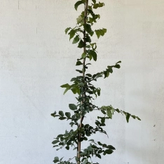 Haagbeuk 100-125 cm (in pot)