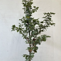 Groene beuk 100-125 cm (in pot)