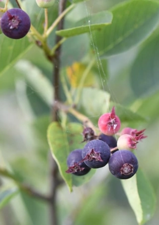 Amelanchier spicata