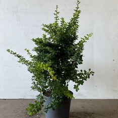 Groene zuurbes 40-60 cm (in pot)