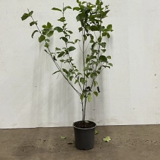 Rode kornoelje 60-80 cm (in pot)