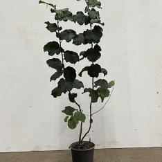 Hazelnoot 60-100 cm (in pot)