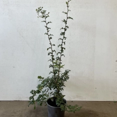 Meidoorn 60-80 cm (in pot)