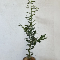 Gewone hulst 60-80 cm (in pot)