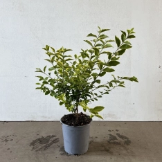 Bonte liguster 40-60 cm (in pot)