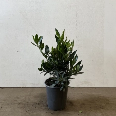 Laurier 'Otto Luyken' 25-30 cm (in pot)