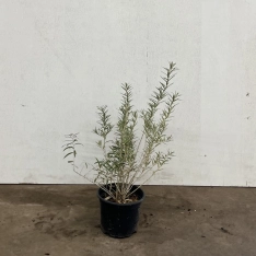Duindoorn 40-60 cm (in pot)