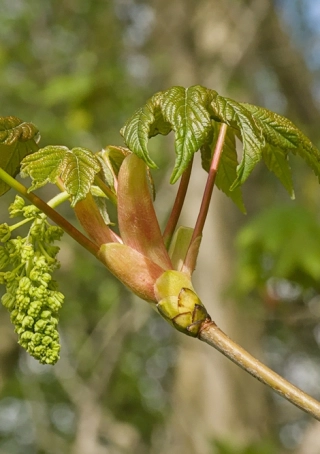 Gewone esdoorn / bergesdoorn