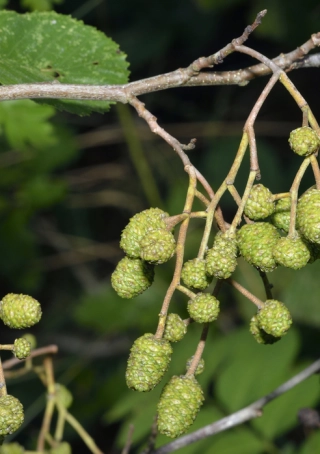 Alnus incana