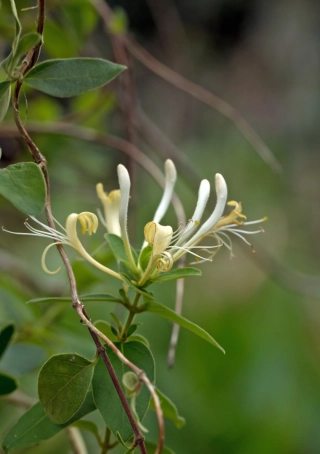 Chinese kamperfoelie