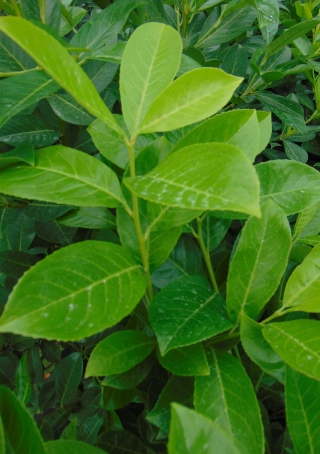 Laurier 'Rotundifolia'